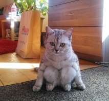 Мыши есть? А если найду?