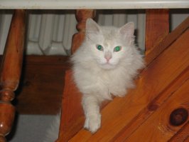 Выглядывающие коты