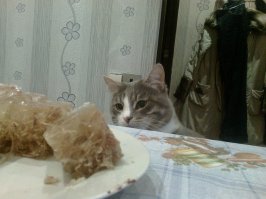 Выглядывающие коты