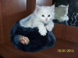 Выглядывающие коты