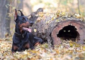 Выглядывающие коты