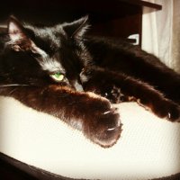 Прикольные коты