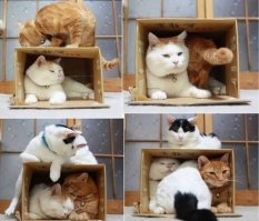 Выглядывающие коты