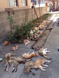 Выглядывающие коты