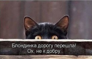 Выглядывающие коты