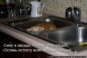 Выглядывающие коты