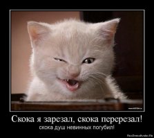 Дикие котики