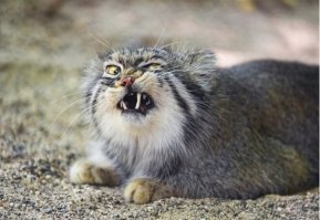 Дикие котики