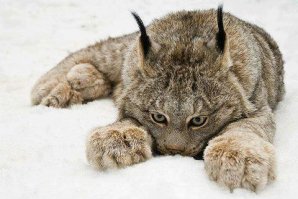 Дикие котики