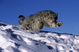 Дикие котики
