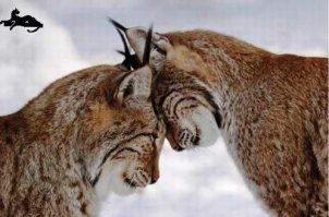 Дикие котики