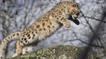 Дикие котики