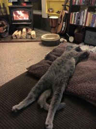 Умеет жить котейка...