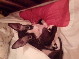 Котейки, которые больше всего на свете любят тепло