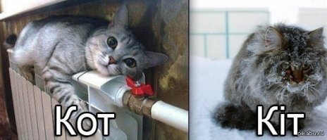 Котейки, которые больше всего на свете любят тепло