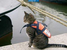 Морские котики