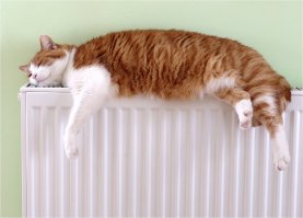 Котейки, которые больше всего на свете любят тепло