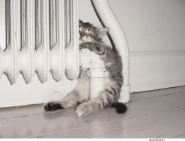 Котейки, которые больше всего на свете любят тепло