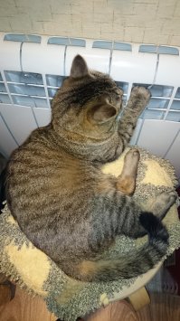 Котейки, которые больше всего на свете любят тепло