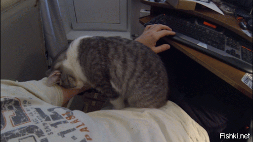Моё котэ