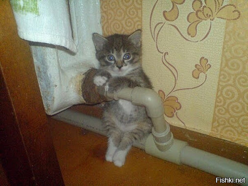 Котейки, которые больше всего на свете любят тепло
