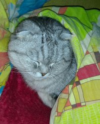 Котейки, которые больше всего на свете любят тепло