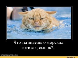 Морские котики