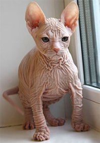 Особенные котейки, которые доказывают, что любить нужно не за внешность