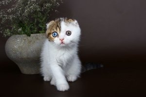 Особенные котейки, которые доказывают, что любить нужно не за внешность