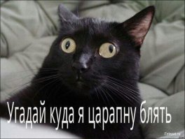 Особенные котейки, которые доказывают, что любить нужно не за внешность