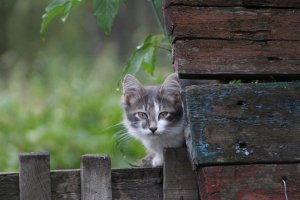 Мой любимчик)