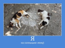 Особенные котейки, которые доказывают, что любить нужно не за внешность