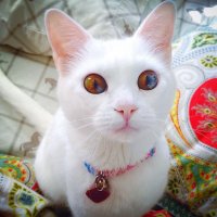 Особенные котейки, которые доказывают, что любить нужно не за внешность