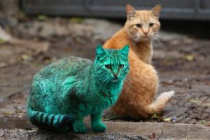 Особенные котейки, которые доказывают, что любить нужно не за внешность