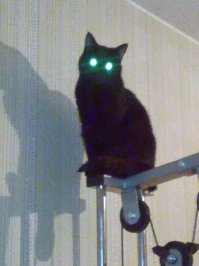 Особенные котейки, которые доказывают, что любить нужно не за внешность