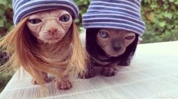 Особенные котейки, которые доказывают, что любить нужно не за внешность