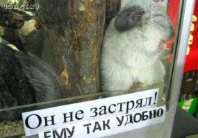 Мышь - бунтарка!