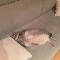 И не жалко котэ, до такого состояния довести