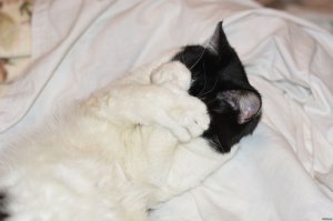 Котейкины