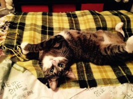 Котики всегда хорошо)) У меня тоже живет особа дворовых кровей))