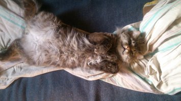 Мой раз в 2010 до такого отожрался, но сейчас худой.