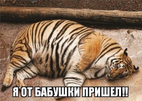 Котейкины
