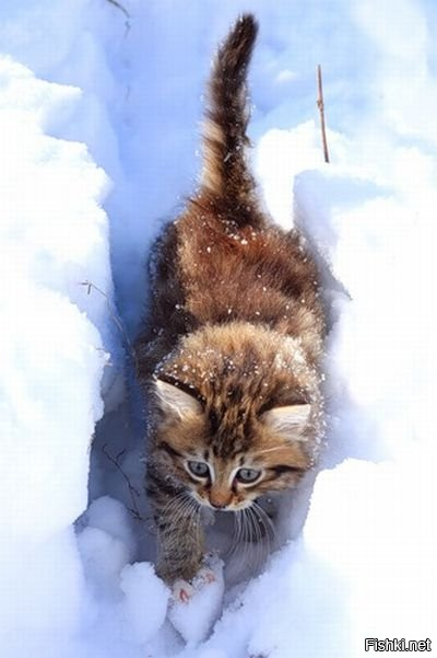 Котейкины