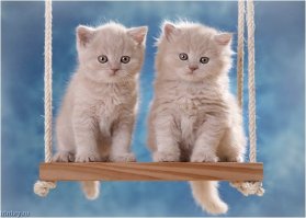 Котейкины
