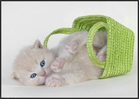 Котейкины