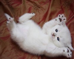 Котейкины
