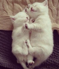 Котейкины
