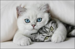 Котейкины