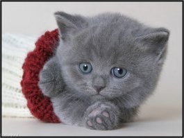 Котейкины