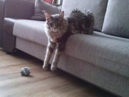 Котейкины